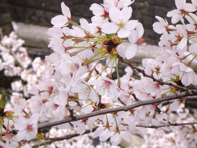 春 桜 お花見のフリー写真素材 無料画像021