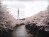春・桜（サクラ）・お花見のフリー写真素材・無料画像023
