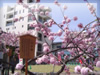 春・桜（サクラ）・お花見のフリー写真素材・無料画像024