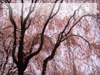 春・桜（サクラ）・お花見のフリー写真素材・無料画像025