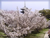 春・桜（さくら）・お花見のフリー写真素材・無料画像026