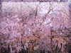 春・桜（さくら）・お花見のフリー写真素材・無料画像027