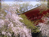 京都の春・桜（さくら）・お花見のフリー写真素材・無料画像