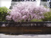 石庭で有名な　京都の龍安寺の桜