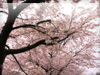 春・桜（さくら）・お花見のフリー写真素材・無料画像030