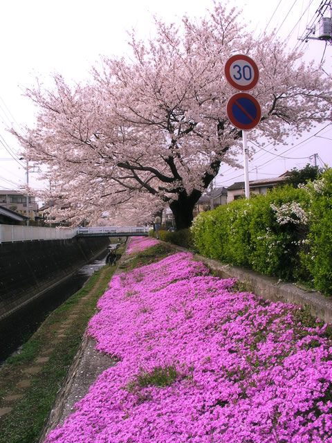 tEEԌ̃t[ʐ^fށE摜032