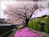 春・桜（さくら）・お花見のフリー写真素材・無料画像032