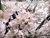 春・桜（さくら）・お花見のフリー写真素材・無料画像034