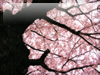春・桜（さくら）・お花見のフリー写真素材・無料画像035