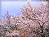 春・桜（さくら）・お花見のフリー写真素材・無料画像037