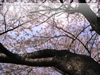 春・桜（さくら）・お花見のフリー写真素材・無料画像039
