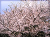 春・桜（さくら）・お花見のフリー写真素材・無料画像040