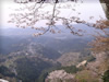 春・桜（さくら）・お花見のフリー写真素材・無料画像041