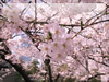 春・桜（さくら）・お花見のフリー写真素材・無料画像042