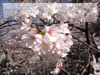 春・桜（さくら）・お花見のフリー写真素材・無料画像043
