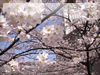 春・桜（さくら）・お花見のフリー写真素材・無料画像044