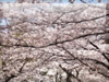 春・桜（さくら）・お花見のフリー写真素材・無料画像045
