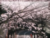 春・桜（サクラ）・お花見のフリー写真素材・無料画像046
