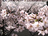春・桜（サクラ）・お花見のフリー写真素材・無料画像047