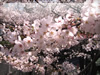 春・桜（サクラ）・お花見のフリー写真素材・無料画像048