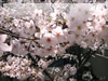 春・桜（サクラ）・お花見のフリー写真素材・無料画像049
