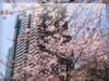 春・桜（サクラ）・お花見のフリー写真素材・無料画像050