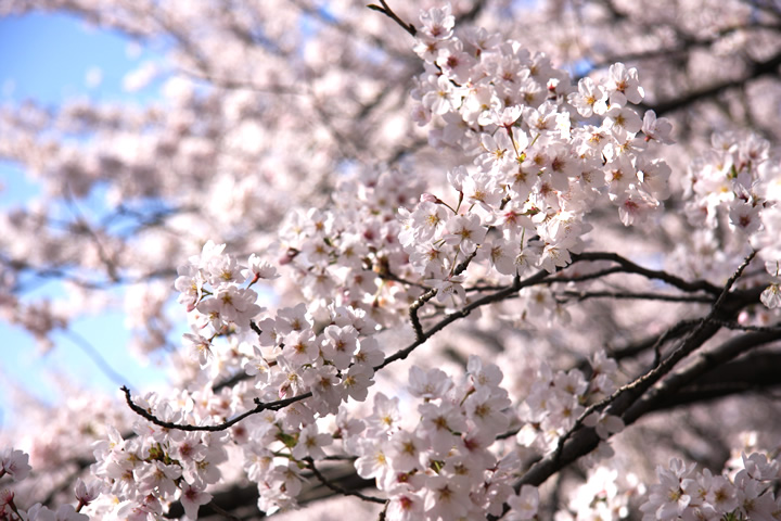 春 桜 お花見のフリー写真素材 無料画像101