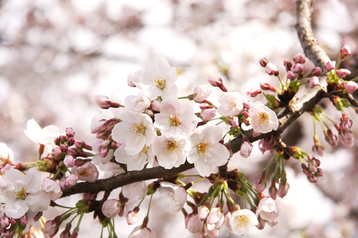 春 桜 お花見のフリー写真素材 無料画像118