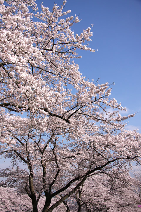 春 桜 お花見のフリー写真素材 無料画像130