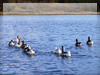 湖と野鳥（ガチョウ）の無料写真素材（カリフォルニア州Appleton）