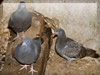 洞窟に棲む鳩（サンディエゴ）鳥の無料写真