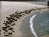 ラ・ホヤ海岸のアザラシの無料画像