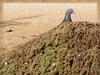 孔雀とリス（サンディエゴ　ラ・ホヤ海岸）のフリー写真素材