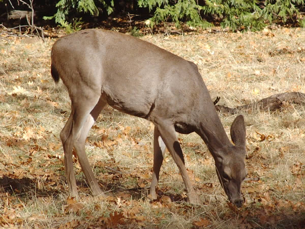 鹿 シカ のフリー写真素材 無料画像