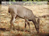 動物のフリー写真素材　ヨセミテの鹿（シカ）