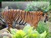 動物のフリー写真　虎（よこはま動物園ズーラシア）の無料写真素材