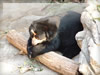 動物のフリー写真　メガネグマ（よこはま動物園ズーラシア）