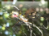 昆虫の無料写真素材　江ノ島の女郎蜘蛛（ジョロウグモ）
