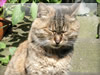 動物の無料写真素材　猫の居眠り（江ノ島）