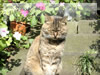 動物の無料写真素材　居眠り猫と花（江ノ島）