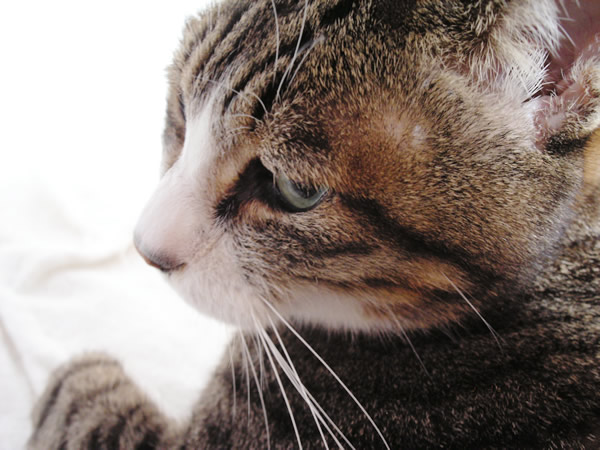猫の横顔のフリー写真素材 無料画像