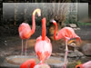 鳥の無料画像　紅色フラミンゴ（上野動物園）
