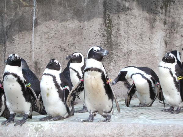 フンボルトペンギンのフリー写真素材 無料画像