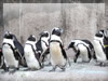 鳥の無料画像　フンボルトペンギン（上野動物園）