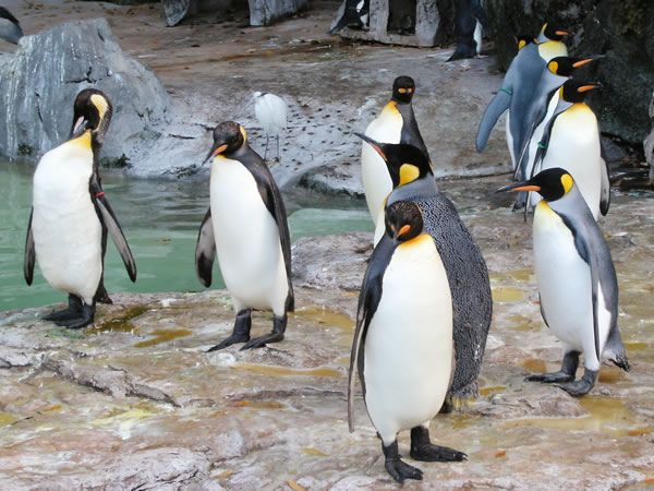 オウサマペンギンのフリー写真素材 無料画像