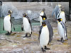 鳥の無料画像　オウサマペンギン（上野動物園）