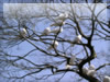 鳥のフリー写真素材　幸せの白い鳩