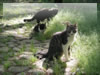 動物のフリー写真素材　野良猫の集会
