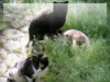 動物の無料画像　３匹のノラ猫