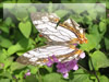 昆虫のフリー写真素材　イシガケ蝶（沖縄）